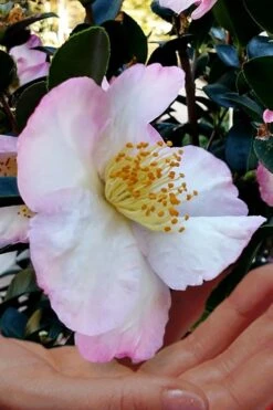 Apple Blossom Camellia Sasanqua - 3 Gallon Pot 11 Apple Blossom Camellia Sasanqua - 3 Gallon Pot -Garden Outdoor Plant Store Camellia Apple Blossom 6 1