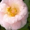 April Blush Cold Hardy Pink Camellia - 3 Gallon Pot -Garden Outdoor Plant Store Camellia April Blush 2
