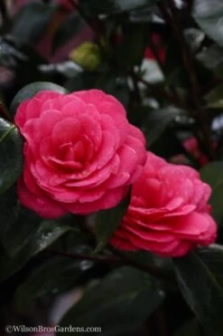 April Dawn Cold Hardy Camellia Japonica - 5 Gallon Pot 14 April Dawn Cold Hardy Camellia Japonica - 5 Gallon Pot -Garden Outdoor Plant Store Camellia April Dawn 20