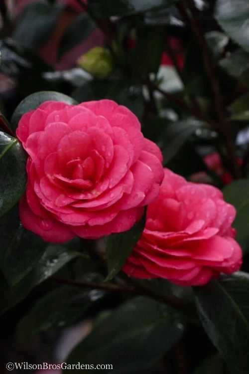 April Dawn Cold Hardy Camellia Japonica - 5 Gallon Pot 8 April Dawn Cold Hardy Camellia Japonica - 5 Gallon Pot - Image 6