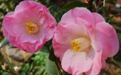 April Remembered Cold Hardy Pink Camellia Japonica - 3 Gallon Pot 9 April Remembered Cold Hardy Pink Camellia Japonica - 3 Gallon Pot -Garden Outdoor Plant Store Camellia April Remembered 1