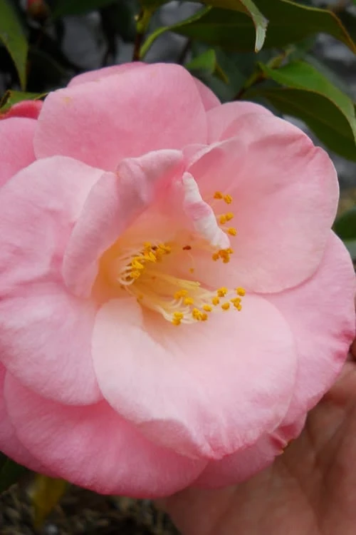 April Remembered Cold Hardy Pink Camellia Japonica - 3 Gallon Pot 3 April Remembered Cold Hardy Pink Camellia Japonica - 3 Gallon Pot