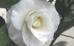 April Snow Camellia Japonica - 1 Gallon Pot 13 April Snow Camellia Japonica - 1 Gallon Pot -Garden Outdoor Plant Store Camellia April Snow 1