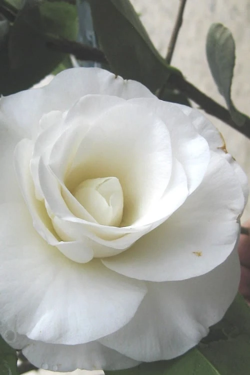 April Snow Camellia Japonica - 1 Gallon Pot 3 April Snow Camellia Japonica - 1 Gallon Pot