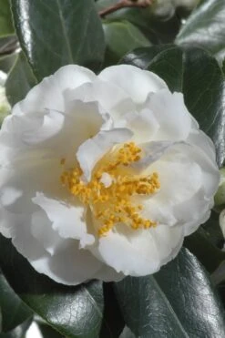 April Snow Camellia Japonica - 1 Gallon Pot 11 April Snow Camellia Japonica - 1 Gallon Pot -Garden Outdoor Plant Store Camellia April Snow 13