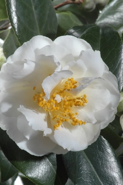 April Snow Camellia Japonica - 1 Gallon Pot 6 April Snow Camellia Japonica - 1 Gallon Pot - Image 4