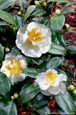 April Snow Camellia Japonica - 1 Gallon Pot 12 April Snow Camellia Japonica - 1 Gallon Pot -Garden Outdoor Plant Store Camellia April Snow 14