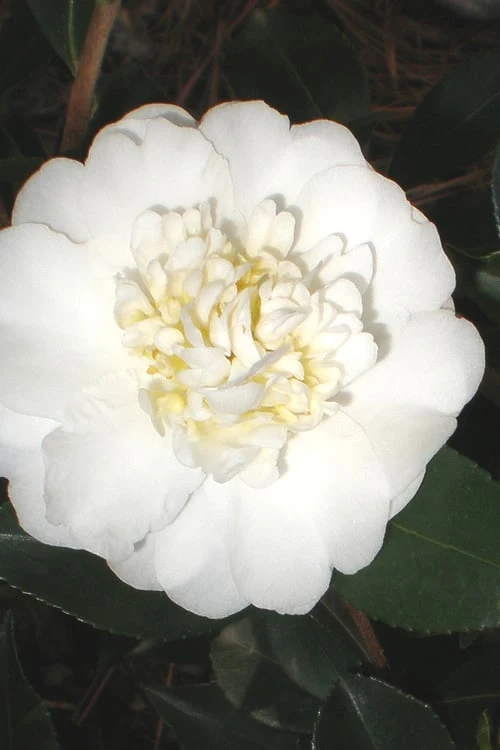 Autumn Rocket Camellia Sasanqua - 7 Gallon Pot (3-4') 3 Autumn Rocket Camellia Sasanqua - 7 Gallon Pot (3-4')