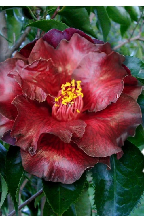 Black Magic Camellia Japonica - 7 Gallon Pot (2-3') 3 Black Magic Camellia Japonica - 7 Gallon Pot (2-3')
