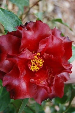 Black Magic Camellia Japonica - 3 Gallon Pot 9 Black Magic Camellia Japonica - 3 Gallon Pot -Garden Outdoor Plant Store Camellia Black Magic 2 1