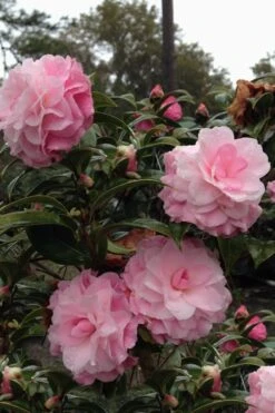 Buttons 'n Bows Camellia Hybrid - 3 Gallon Pot -Garden Outdoor Plant Store Camellia Buttons And Bows 1