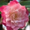 Buttons 'n Bows Camellia Hybrid - 3 Gallon Pot 1 Buttons 'n Bows Camellia Hybrid - 3 Gallon Pot -Garden Outdoor Plant Store Camellia Buttons And Bows JW 1