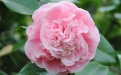 Debutante Pink Camellia Japonica - 3 Gallon Pot -Garden Outdoor Plant Store Camellia Debutante Closeup Flower 3