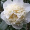 Fifth Avenue White Camellia Japonica - 3 Gallon Pot -Garden Outdoor Plant Store Camellia Fifth Avenue
