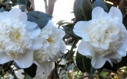 Fifth Avenue White Camellia Japonica - 3 Gallon Pot 11 Fifth Avenue White Camellia Japonica - 3 Gallon Pot -Garden Outdoor Plant Store Camellia Fifth Avenue 21