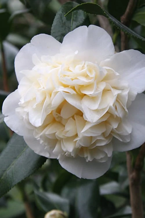 Fifth Avenue White Camellia Japonica - 3 Gallon Pot 3 Fifth Avenue White Camellia Japonica - 3 Gallon Pot