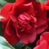 Governor Mouton Red Camellia Japonica - 3 Gallon Pot 1 Governor Mouton Red Camellia Japonica - 3 Gallon Pot -Garden Outdoor Plant Store Camellia Governor Mouton 1 500x750 1