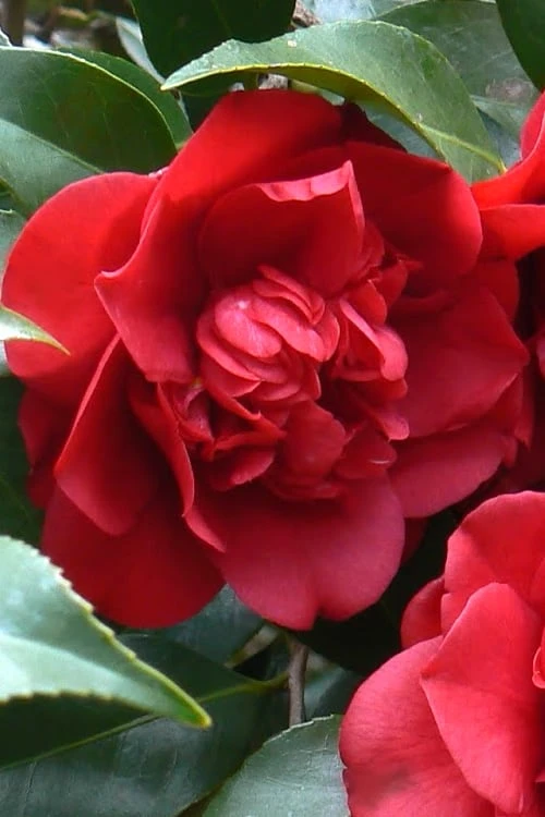 Governor Mouton Red Camellia Japonica - 3 Gallon Pot 3 Governor Mouton Red Camellia Japonica - 3 Gallon Pot