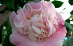 High Fragrance Camellia Hybrid - 3 Gallon Pot -Garden Outdoor Plant Store Camellia High Fragrance 5 1