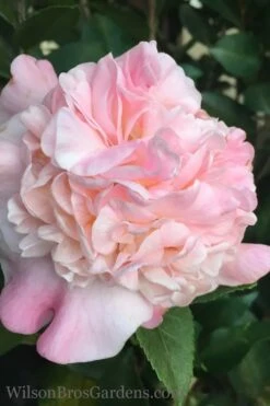 High Fragrance Camellia TREE FORM - 3 Gallon Pot -Garden Outdoor Plant Store Camellia High Fragrance 500x750 1