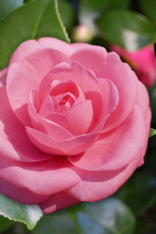 Jerry Hill Pink Camellia - 1 Gallon Pot 3 Jerry Hill Pink Camellia - 1 Gallon Pot