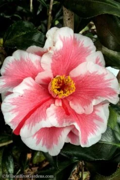 Lady Vansittart Multicolor Camellia Japonica - 1 Gallon Pot -Garden Outdoor Plant Store Camellia Lady Vansittart 12
