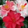 Lady Vansittart Multicolor Camellia Japonica - 6 Pack Of 1 Gallon Pots