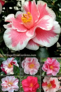 Lady Vansittart Multicolor Camellia Japonica - 1 Gallon Pot -Garden Outdoor Plant Store Camellia Lady Vansittart 500x750 1