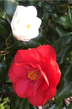 Lady Vansittart Multicolor Camellia Japonica - 2 Gallon Pot -Garden Outdoor Plant Store Camellia Lady Vansittart Red Flower 1 1