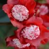 Lipstick Red Camellia Japonica - 3 Gallon Pot -Garden Outdoor Plant Store Camellia Lipstick 1