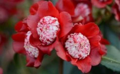 Lipstick Red Camellia Japonica - 3 Gallon Pot -Garden Outdoor Plant Store Camellia Lipstick 2