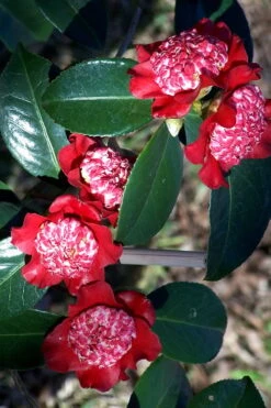 Lipstick Red Camellia Japonica - 3 Gallon Pot -Garden Outdoor Plant Store Camellia Lipstick 3