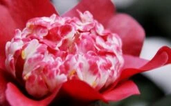 Lipstick Red Camellia Japonica - 3 Gallon Pot -Garden Outdoor Plant Store Camellia Lipstick 4