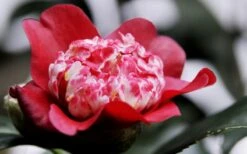 Lipstick Red Camellia Japonica - 3 Gallon Pot -Garden Outdoor Plant Store Camellia Lipstick 5