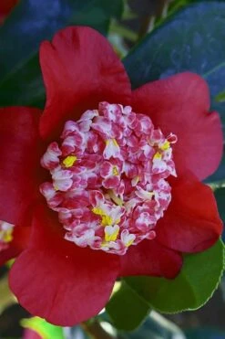 Lipstick Red Camellia Japonica - 3 Gallon Pot -Garden Outdoor Plant Store Camellia Lipstick 6