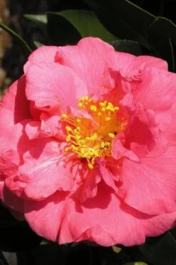 Maidens Of Great Promise Camellia - Japonica - 1 Gallon Pot -Garden Outdoor Plant Store Camellia Maidens Of Great Promise 10