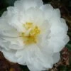 Mine No Yuki Camellia Sasanqua - 3 Gallon Pot -Garden Outdoor Plant Store Camellia Mine No Yuki 20