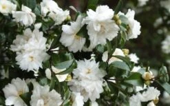 Mine No Yuki Camellia Sasanqua - 3 Gallon Pot -Garden Outdoor Plant Store Camellia Mine No Yuki 23