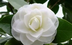 Morning Glow Camellia Japonica - 1 Gallon Pot -Garden Outdoor Plant Store Camellia Morning Glow 800x500 3