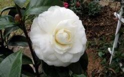 Morning Glow Camellia Japonica - 1 Gallon Pot -Garden Outdoor Plant Store Camellia Morning Glow 9 2