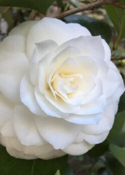 Nuccio's Gem Camellia Japonica - 3 Gallon Pot 11 Nuccio's Gem Camellia Japonica - 3 Gallon Pot -Garden Outdoor Plant Store Camellia Nuccios Gem 1