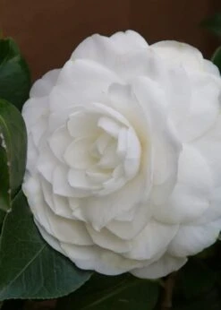 Nuccio's Gem Camellia Japonica - 3 Gallon Pot 13 Nuccio's Gem Camellia Japonica - 3 Gallon Pot -Garden Outdoor Plant Store Camellia Nuccios Gem 3