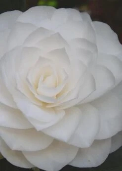 Nuccio's Gem Camellia Japonica - 3 Gallon Pot 12 Nuccio's Gem Camellia Japonica - 3 Gallon Pot -Garden Outdoor Plant Store Camellia Nuccios Gem 6