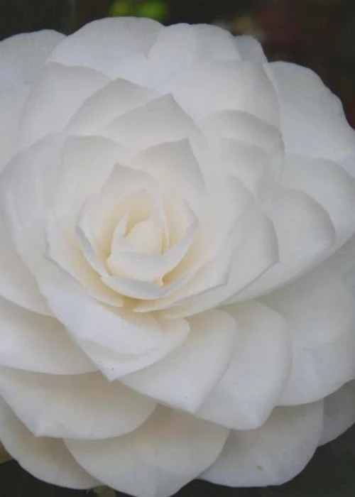 Nuccio's Gem Camellia Japonica - 3 Gallon Pot 7 Nuccio's Gem Camellia Japonica - 3 Gallon Pot - Image 5