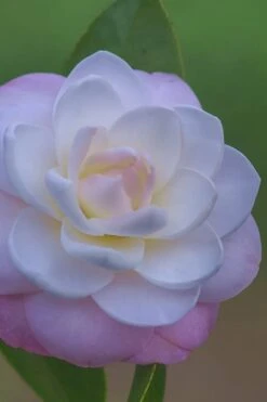 October Affair Camellia Japonica - 3 Gallon Pot -Garden Outdoor Plant Store Camellia October Affair 6 1