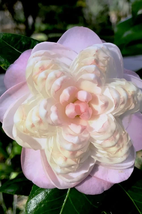 October Affair Camellia Japonica - 1 Gallon Pot 3 October Affair Camellia Japonica - 1 Gallon Pot