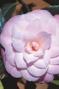 October Affair Camellia Japonica - 1 Gallon Pot 13 October Affair Camellia Japonica - 1 Gallon Pot -Garden Outdoor Plant Store Camellia October Affair 8