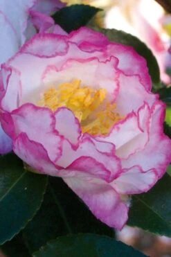 October Magic Inspiration Camellia - 3 Gallon Pot -Garden Outdoor Plant Store Camellia October Inspiration