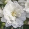 October Magic Bride Camellia - 2 Gallon Pot 2 October Magic Bride Camellia - 2 Gallon Pot -Garden Outdoor Plant Store Camellia October Magic Bride