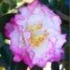 October Magic Inspiration Camellia - 3 Gallon Pot -Garden Outdoor Plant Store Camellia October Magic Inspiration 10